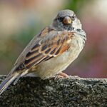 brown bird standing on gray concrete