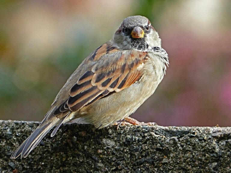 brown bird standing on gray concrete