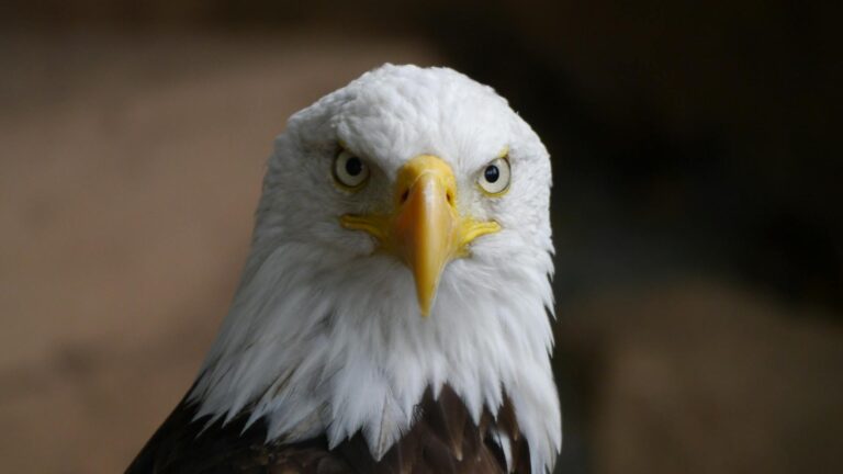 bald eagle