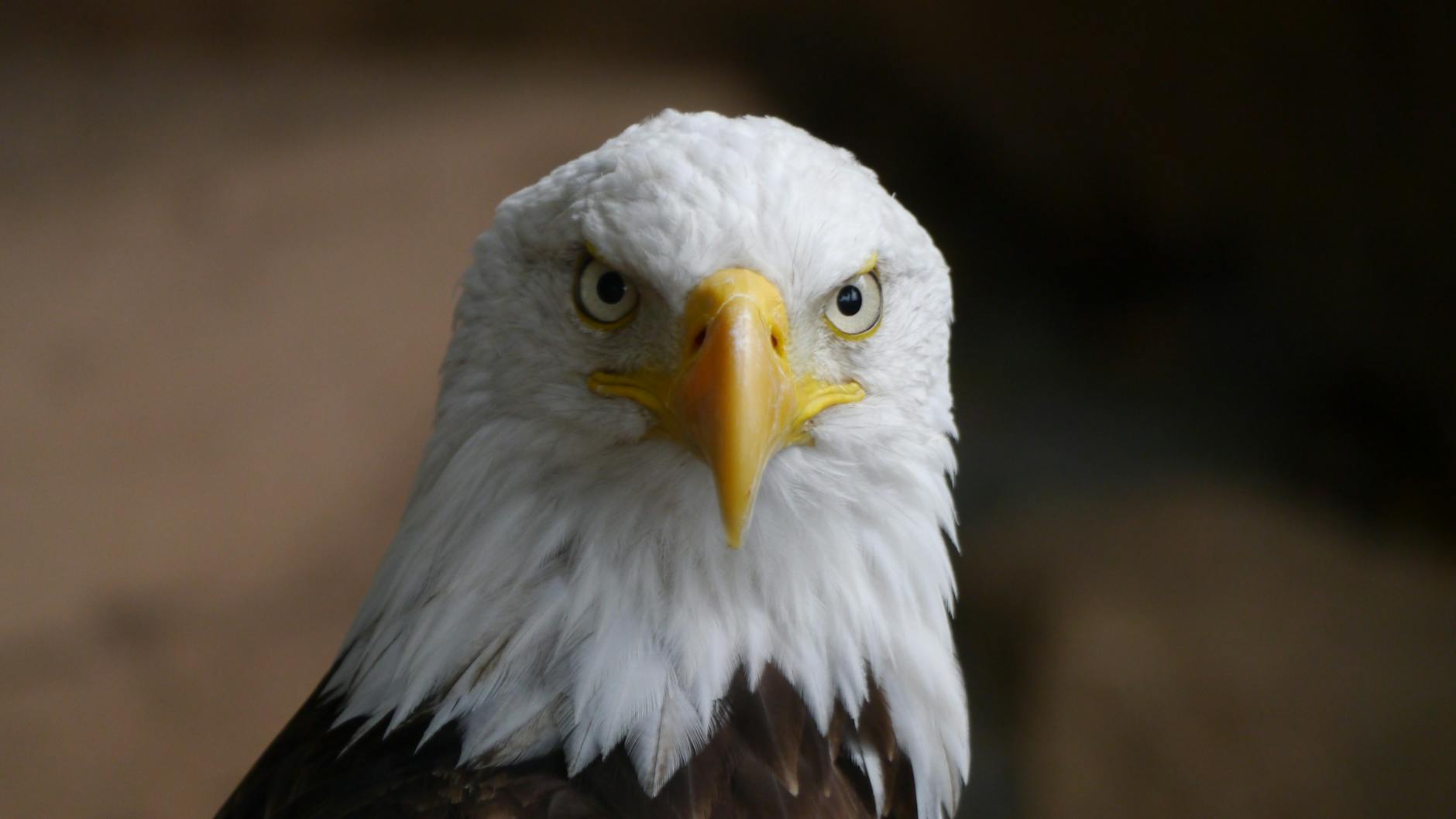 bald eagle