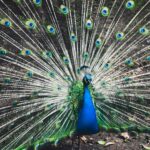 peacock photography