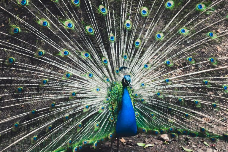 peacock photography
