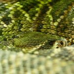 green snake