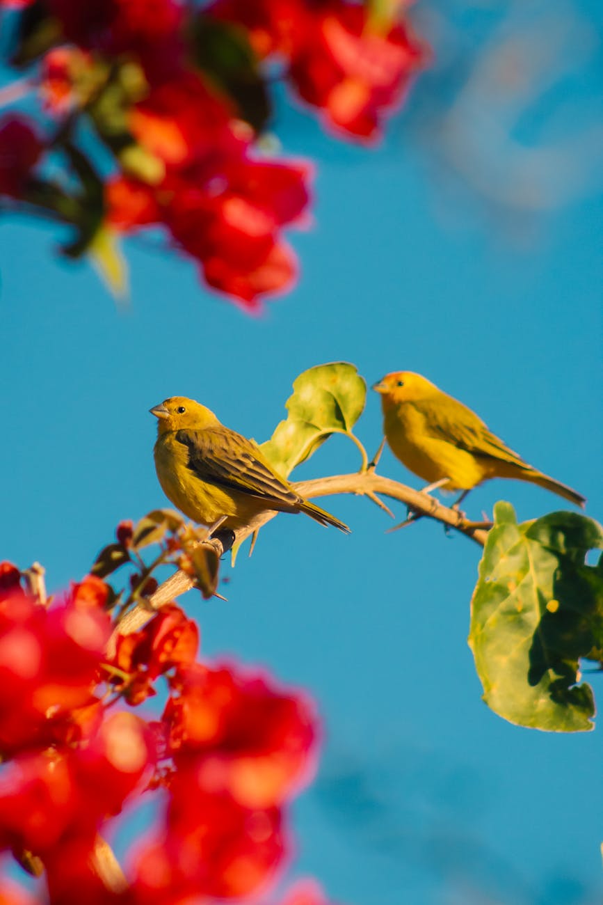 pexels-photo-26725317-1 Kode Alam Arti Mimpi Burung Kenari