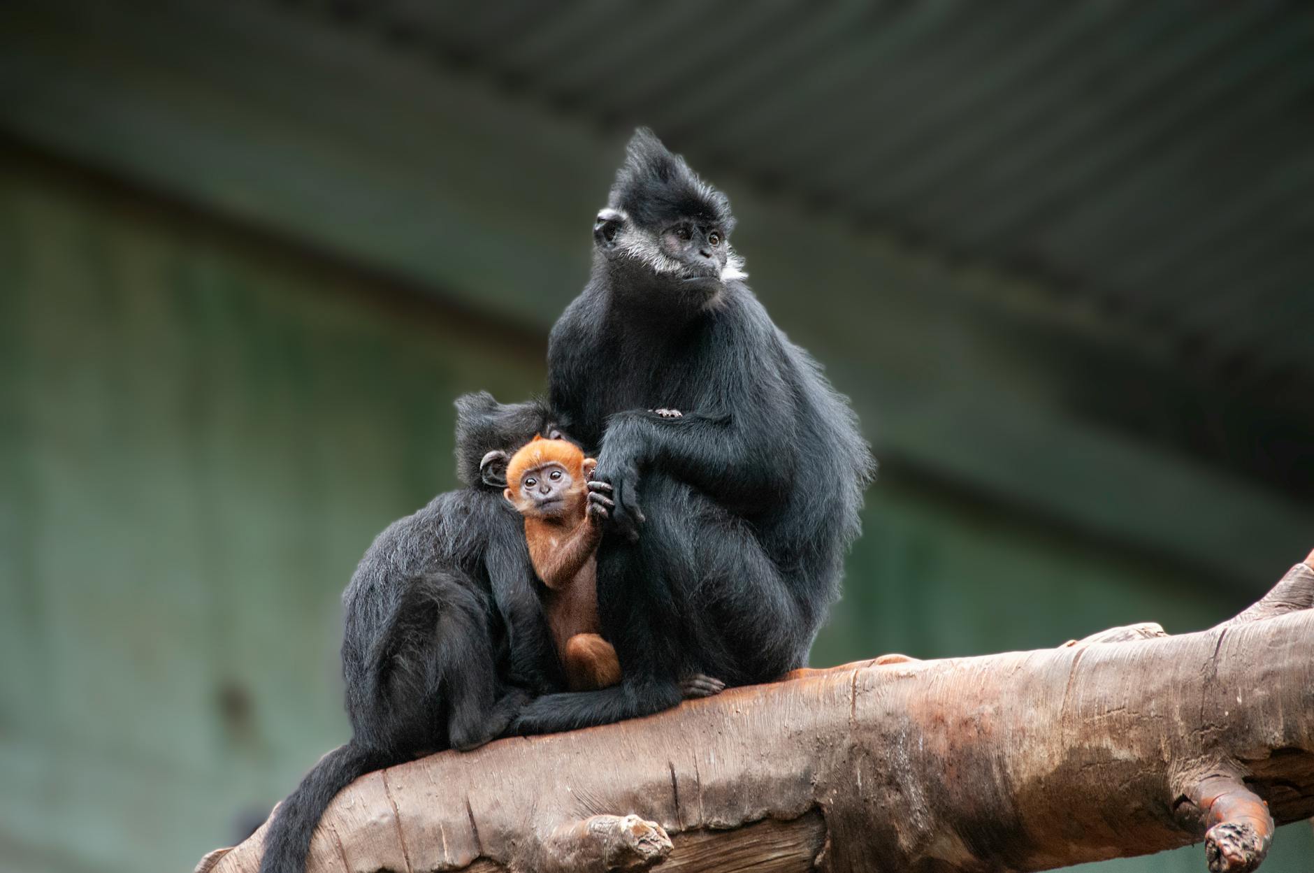 pexels-photo-27084349 Kode Alam Arti Mimpi Lutung