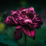 close up of a withered dark red rose
