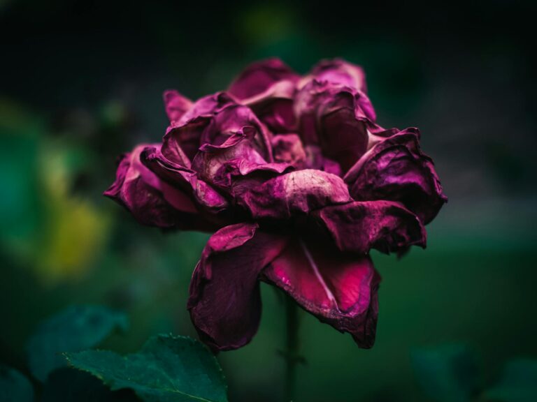 close up of a withered dark red rose