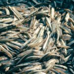 freshly caught anchovies in quy nh n market