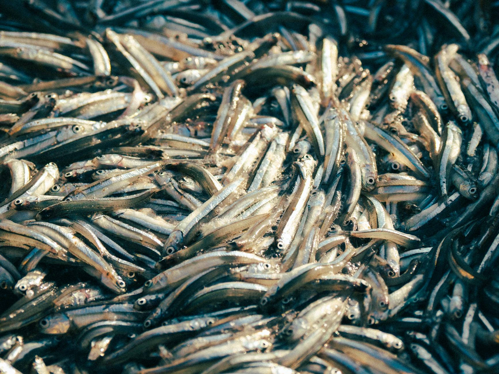 freshly caught anchovies in quy nh n market