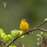 vibrant yellow canary on tree branch in spring