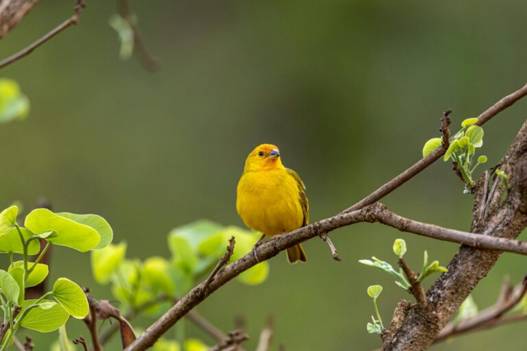vibrant yellow canary on tree branch in spring