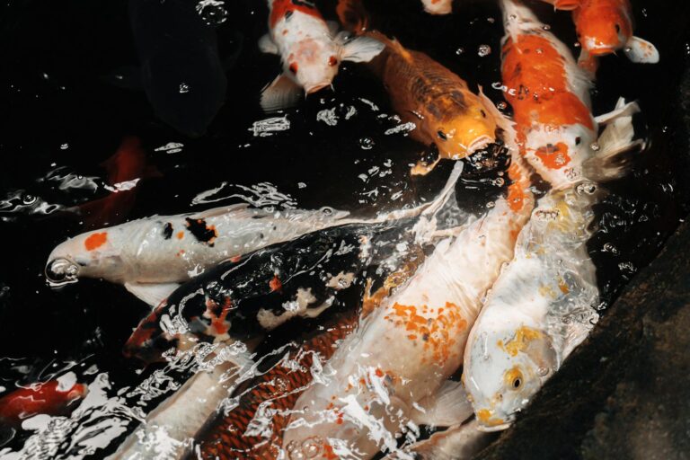beautiful koi fish in tranquil garden pond