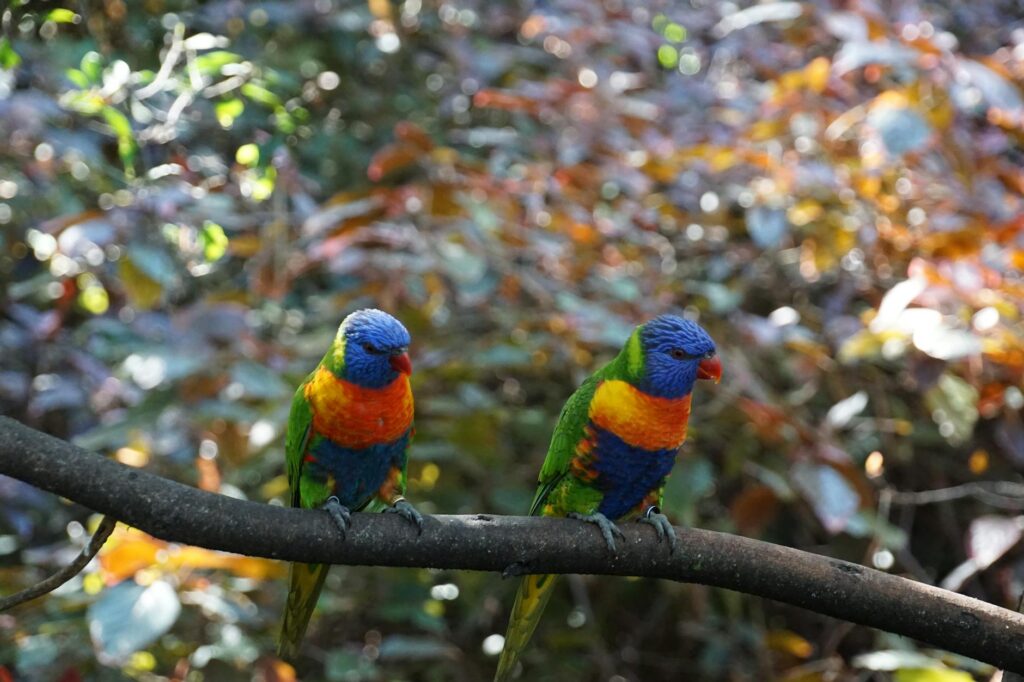 pexels-photo-30915648-1024x682 Kode Alam Arti Mimpi Burung Nuri