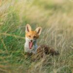 red fox in natural habitat amidst tall grass