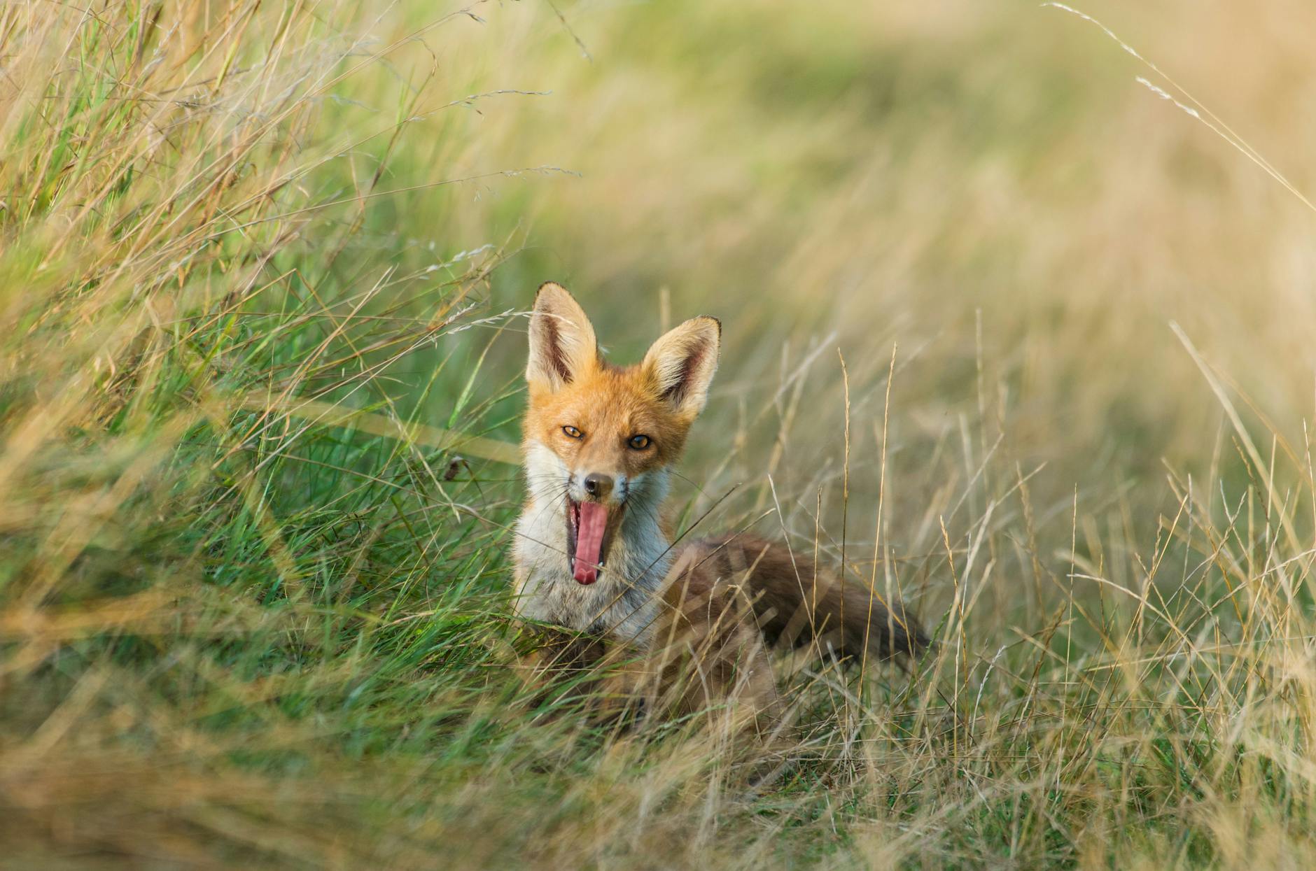 red fox in natural habitat amidst tall grass