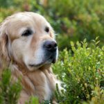 golden retriever in lush greenery outdoors