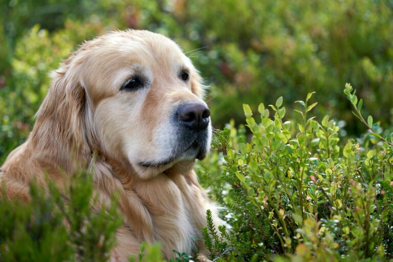 golden retriever in lush greenery outdoors