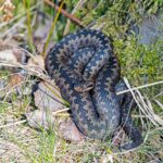 european adder in natural habitat