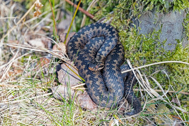 european adder in natural habitat
