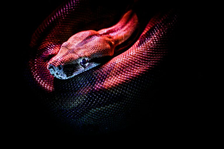 photo of a red snake