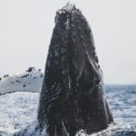 black whale in ocean