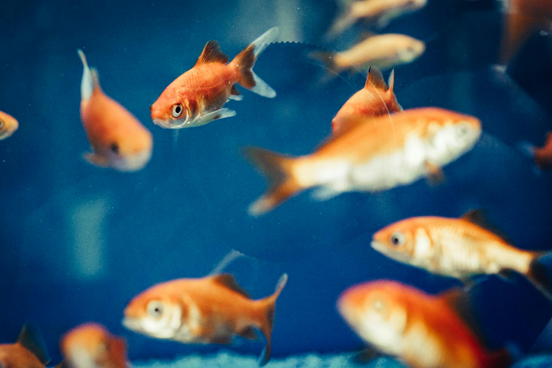 pexels-photo-3513239 Kode Alam Arti Mimpi Ikan Mas Koki