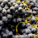 selective focus photo of blueberries
