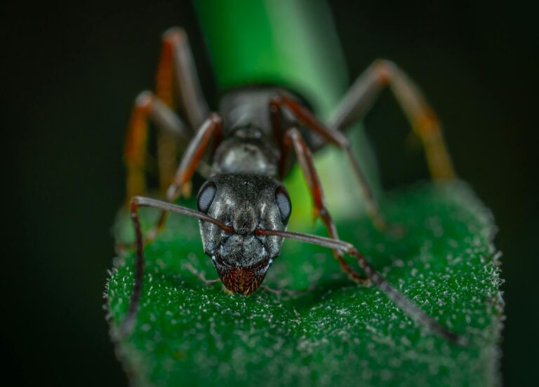 close up photo of red ant