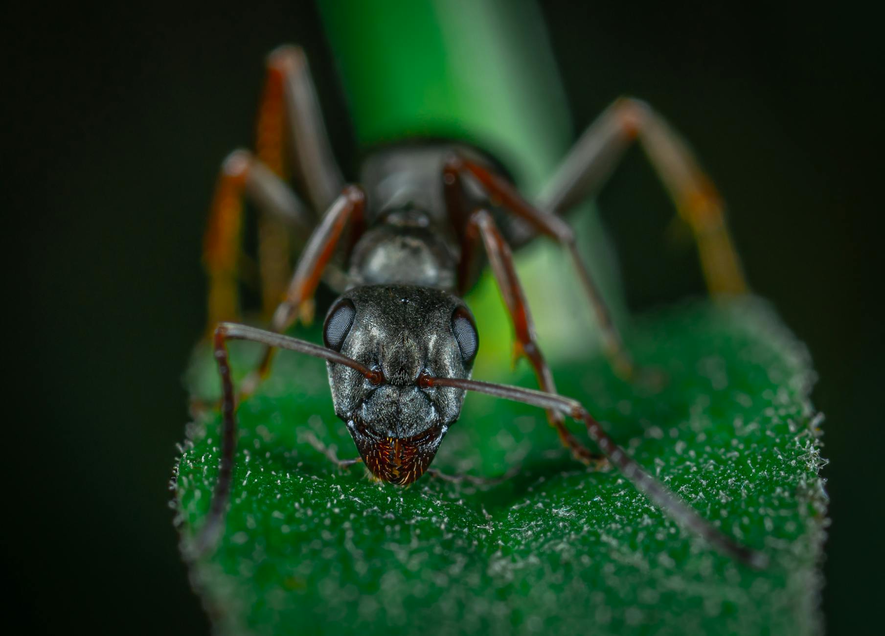 close up photo of red ant