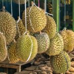 green and brown round fruits
