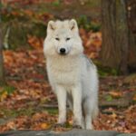 white and black wolf
