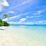 landscape photography of trees on shoreline