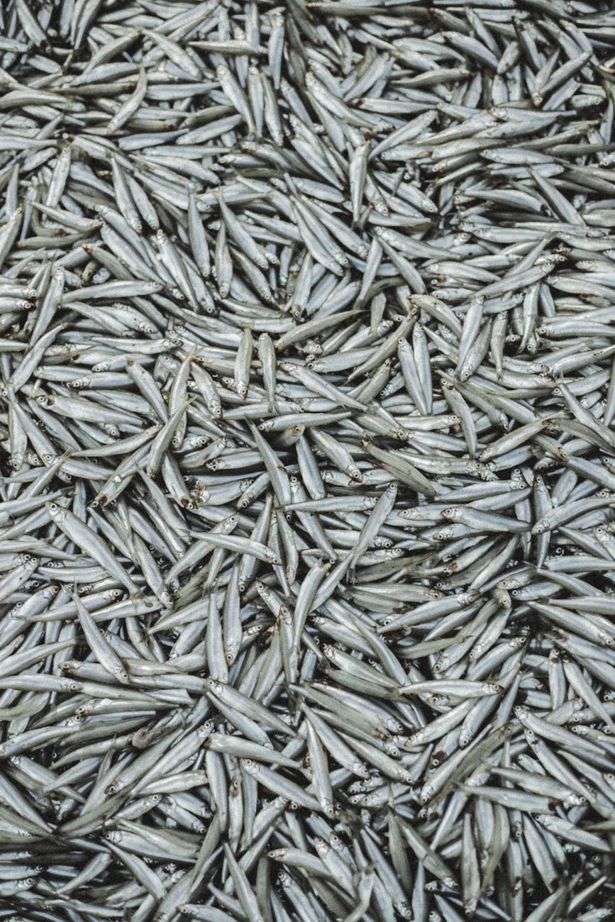 pexels-photo-4627295 Kode Alam Arti Mimpi Ikan Teri
