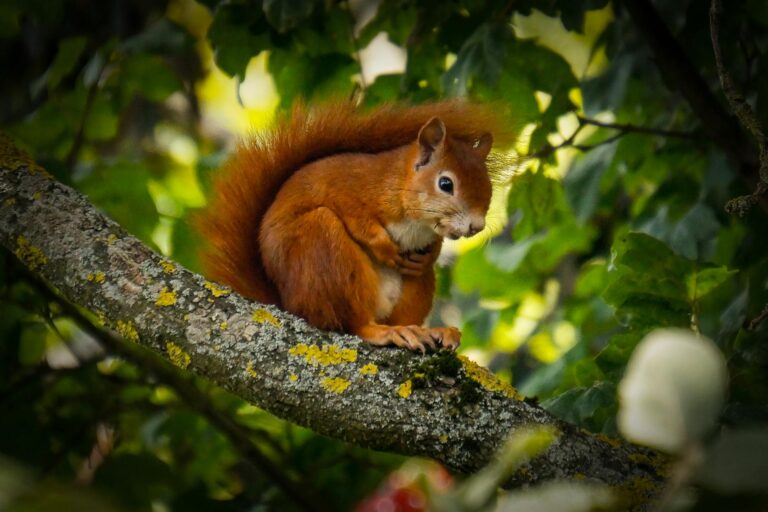 red squirrel on tree branch