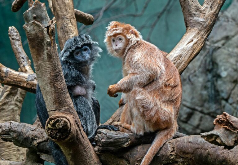 javan lutung monkeys sitting on a tree