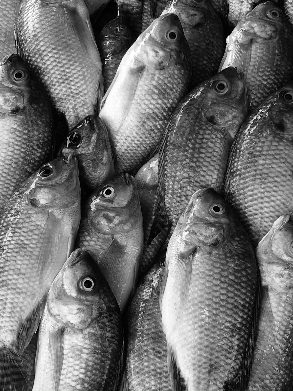 pexels-photo-6815414 Kode Alam Arti Mimpi Ikan Mujair