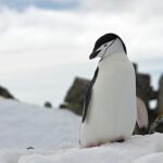 penguin on top of snow wildlife photography