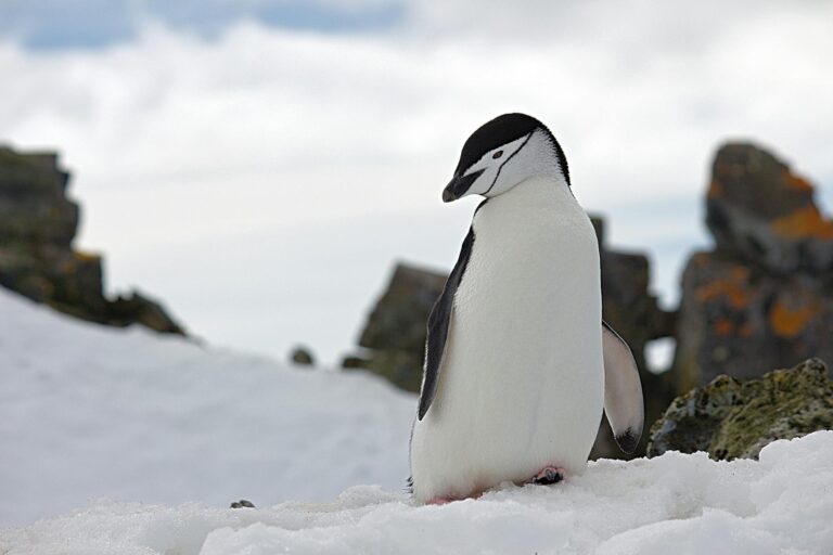 penguin on top of snow wildlife photography