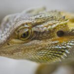 close up photography of central bearded dragon