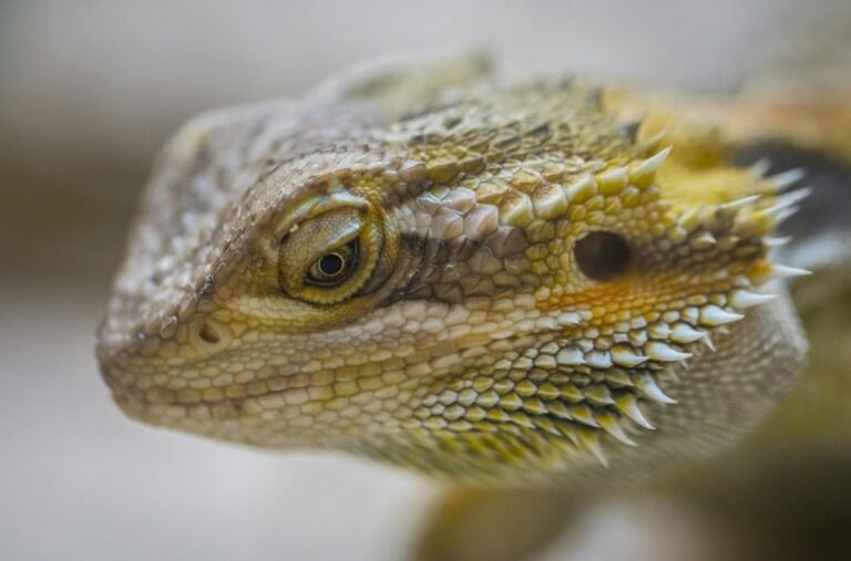 close up photography of central bearded dragon