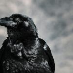 selective focus photograph of black crow