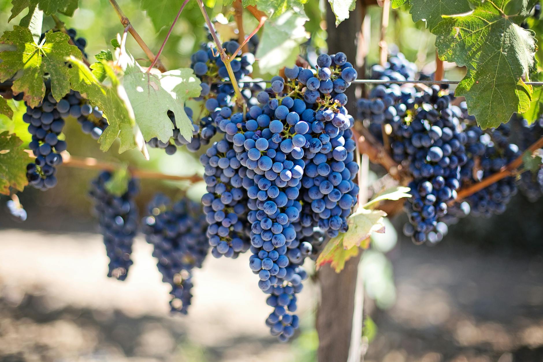purple-grapes-vineyard-napa-valley-napa-vineyard-45209 Kode Alam Arti Mimpi Makan Buah Anggur