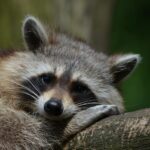 grey short coat animal laying on grey wooden panel