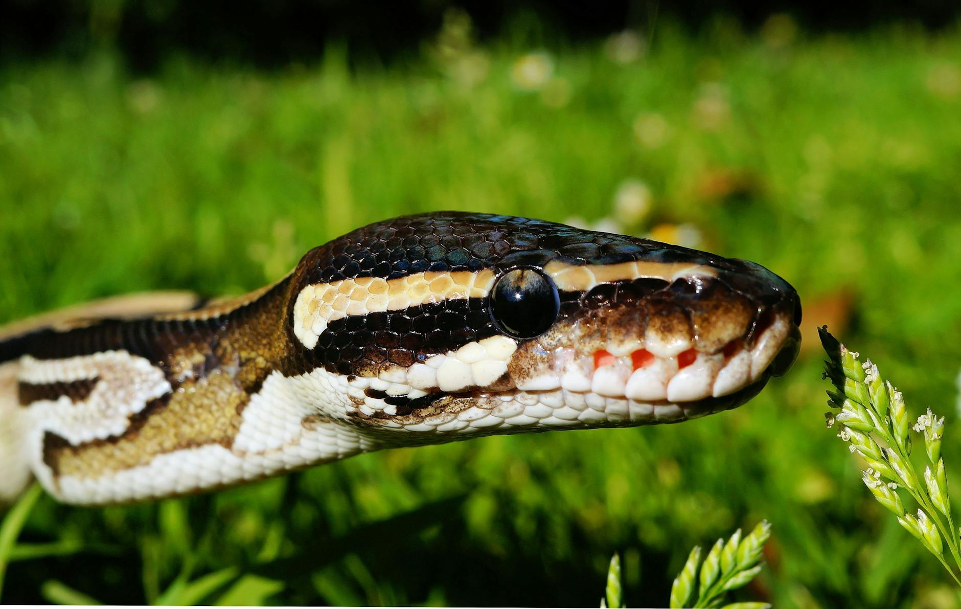 snake-python-mojave-wilderness-53498 Arti Mimpi Ular Piton