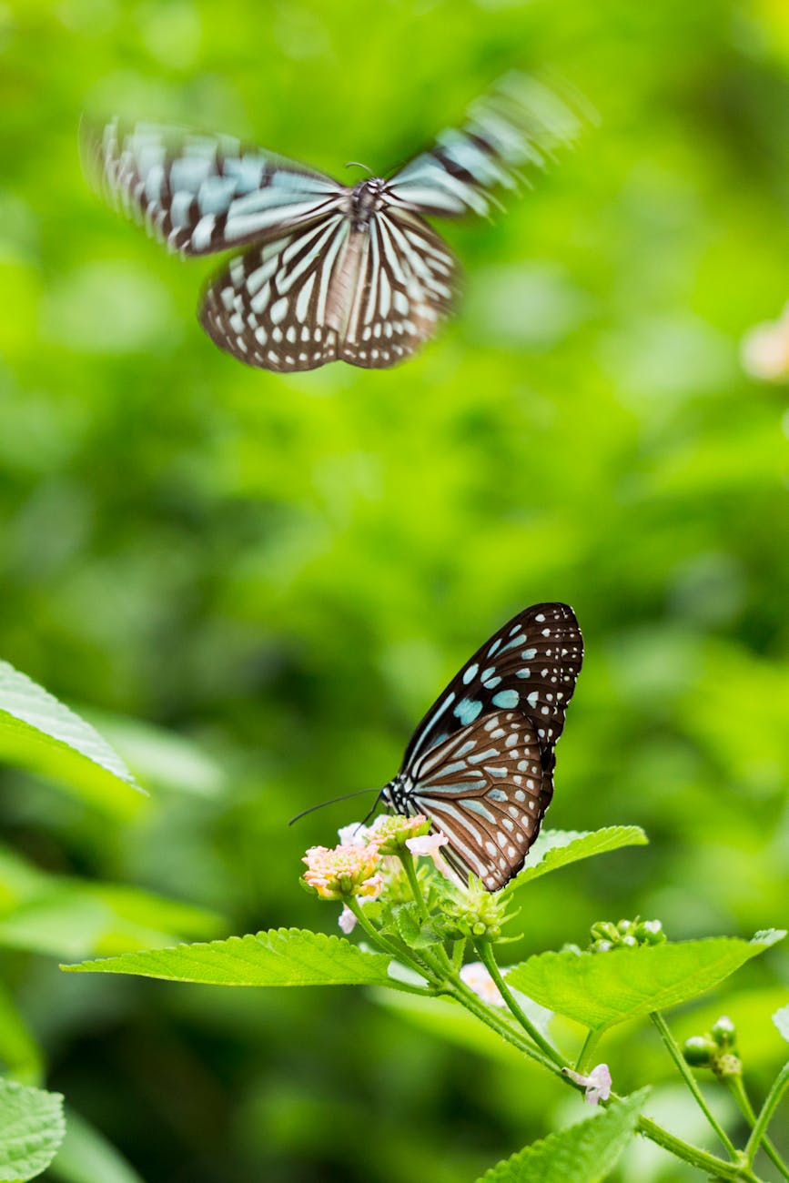 pexels-photo-1321524 Arti Mimpi Melihat Kupu-Kupu atau Burung Terbang
