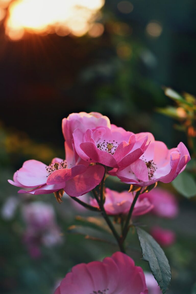 selective focus photography of pink petaled flower