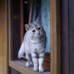 a cat standing on a wooden window sill
