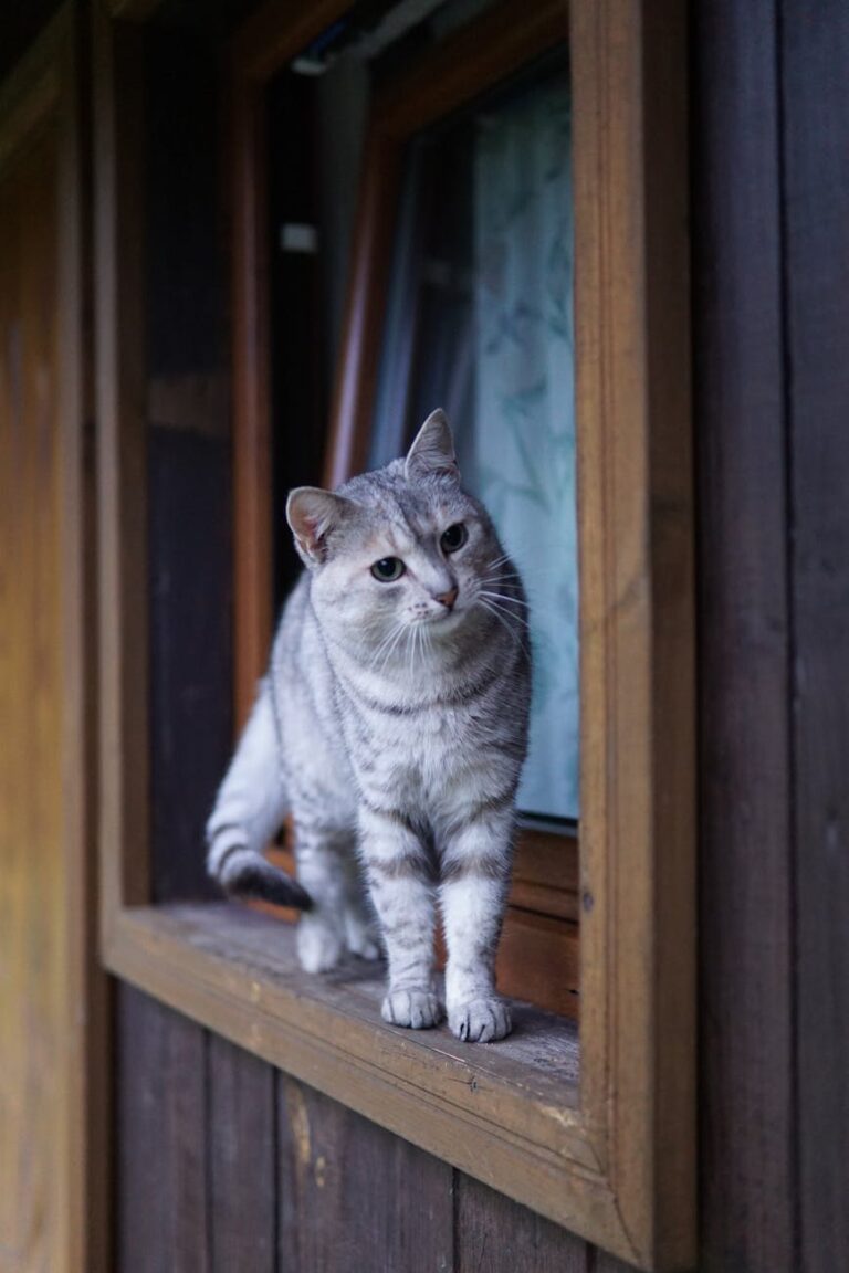 a cat standing on a wooden window sill