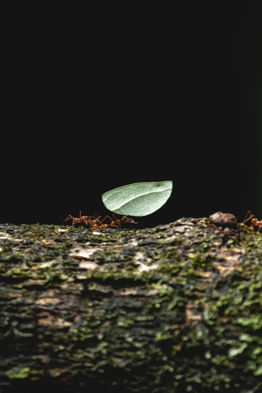 pexels-photo-25929102 Arti Mimpi Ada Semut di Pohon
