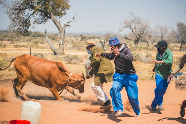 man running from a mad bull